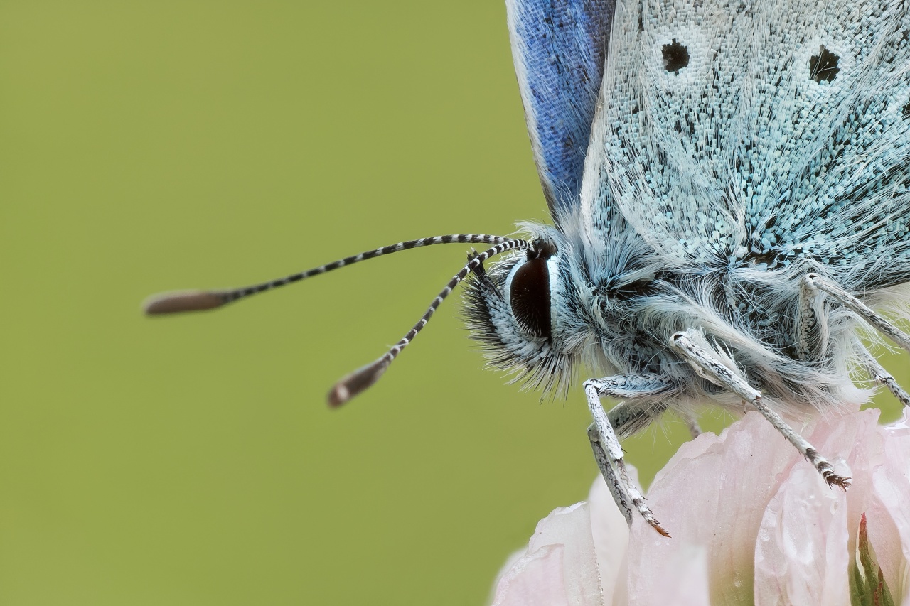 Modraszek ikar (Polyommatus icarus) (3)